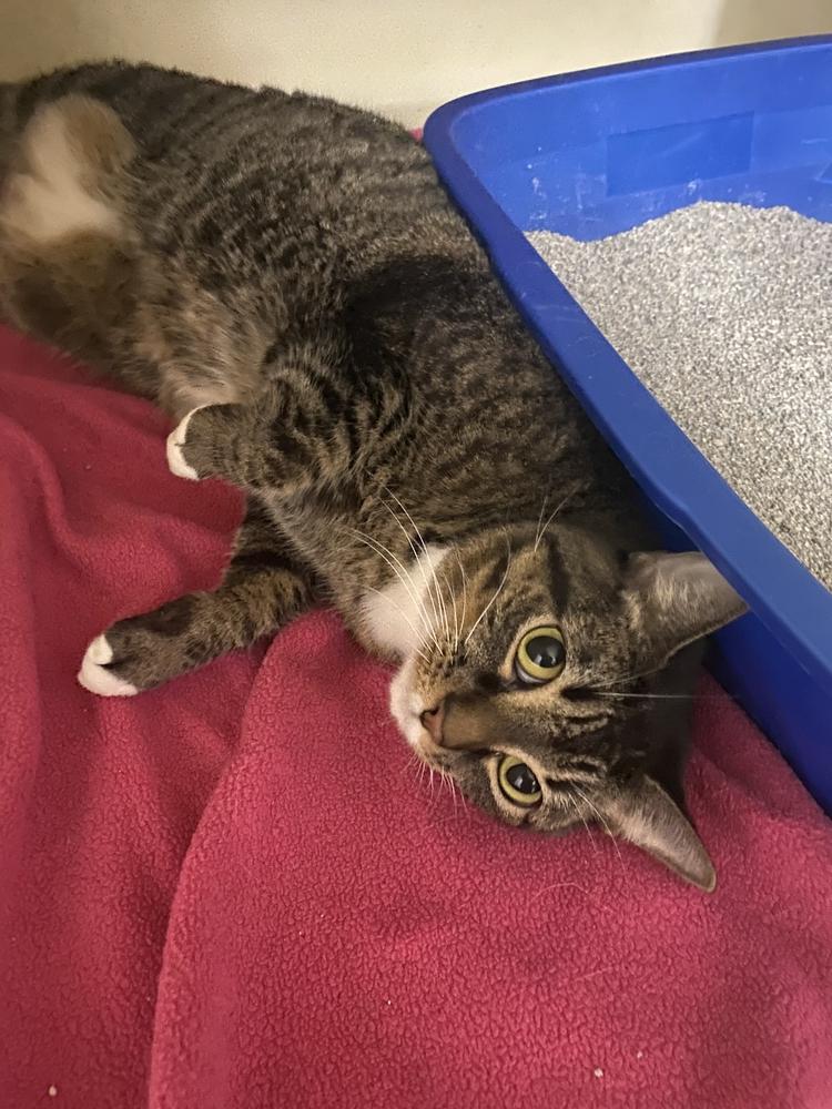 Freyta, Adoptable, Adult Female Domestic Short Hair & Tabby.