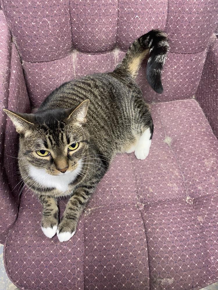 Enlarge Freyta, a Adoptable mixed breed in Richmond, IN image 3/4