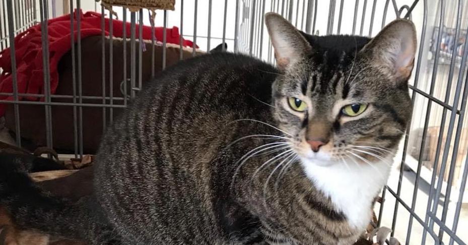 Enlarge Freyta, a Adoptable mixed breed in Richmond, IN image 4/4