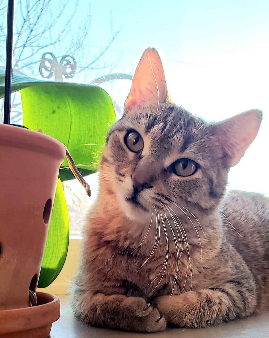 Enlarge Wanda, a ADOPTABLE Torbie in Salem, NJ image 1/4