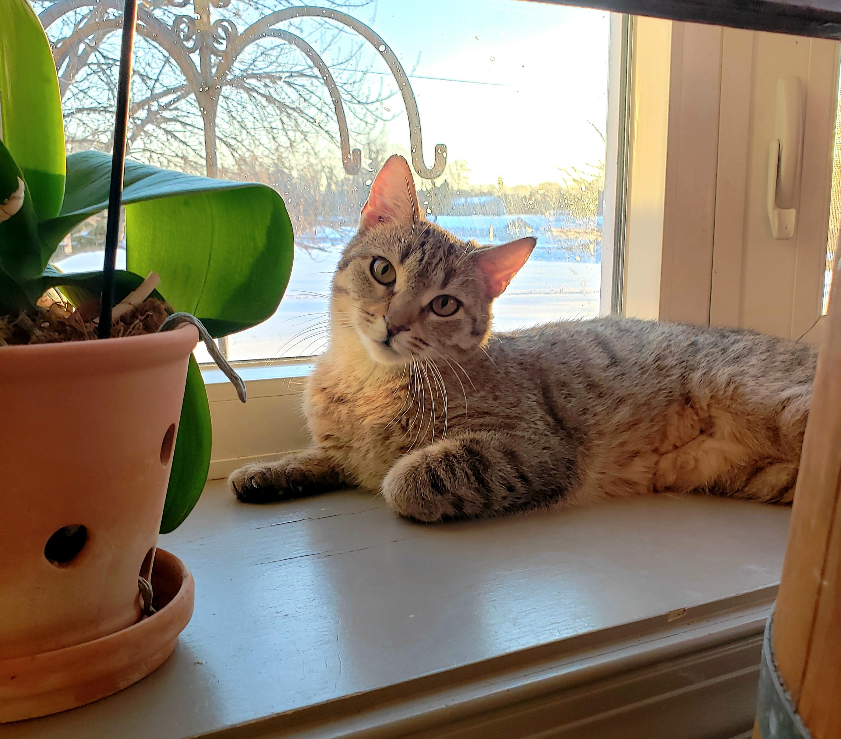 Enlarge Wanda, a ADOPTABLE Torbie in Salem, NJ image 3/4