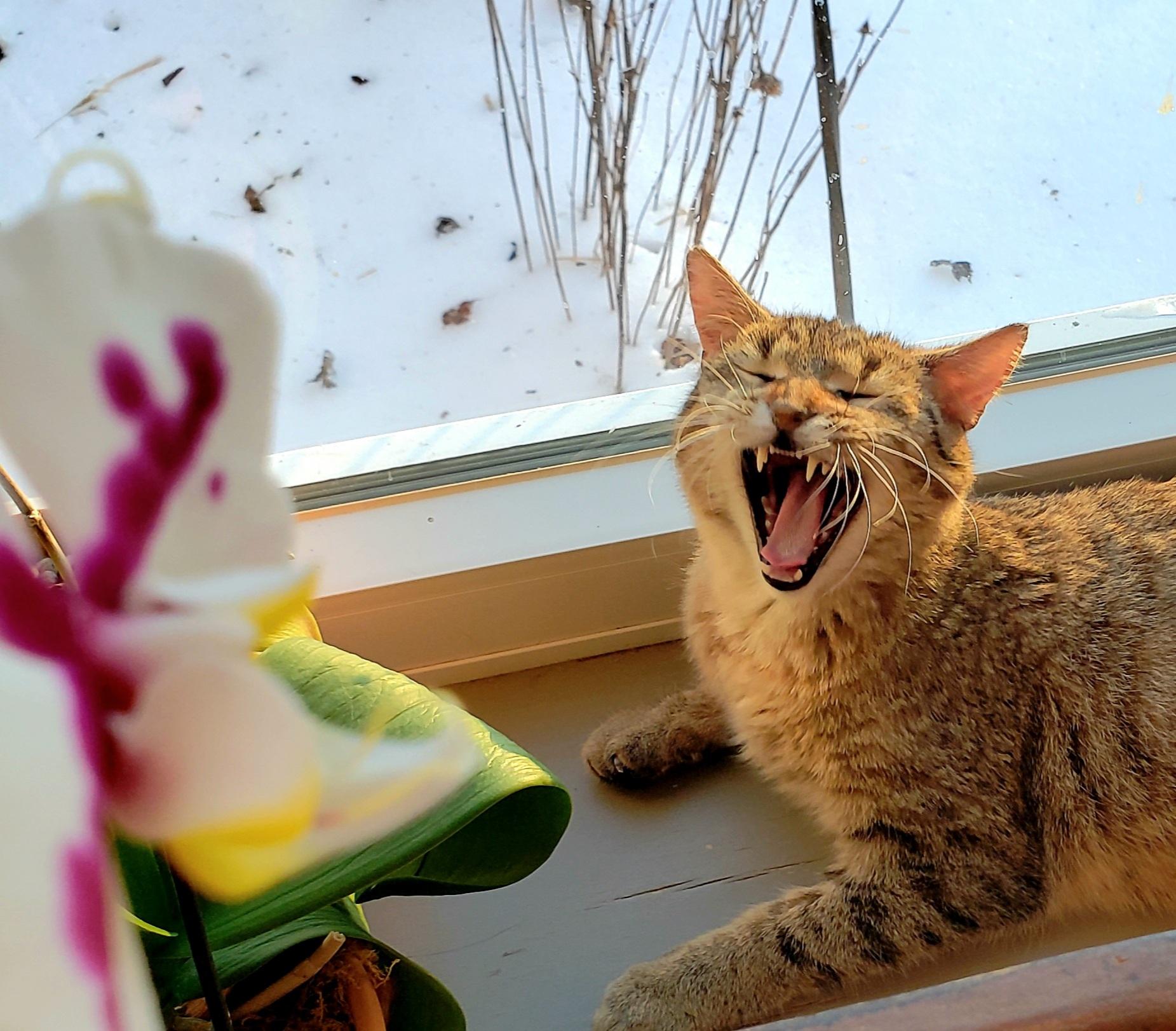 Enlarge Wanda, a ADOPTABLE Torbie in Salem, NJ image 4/4