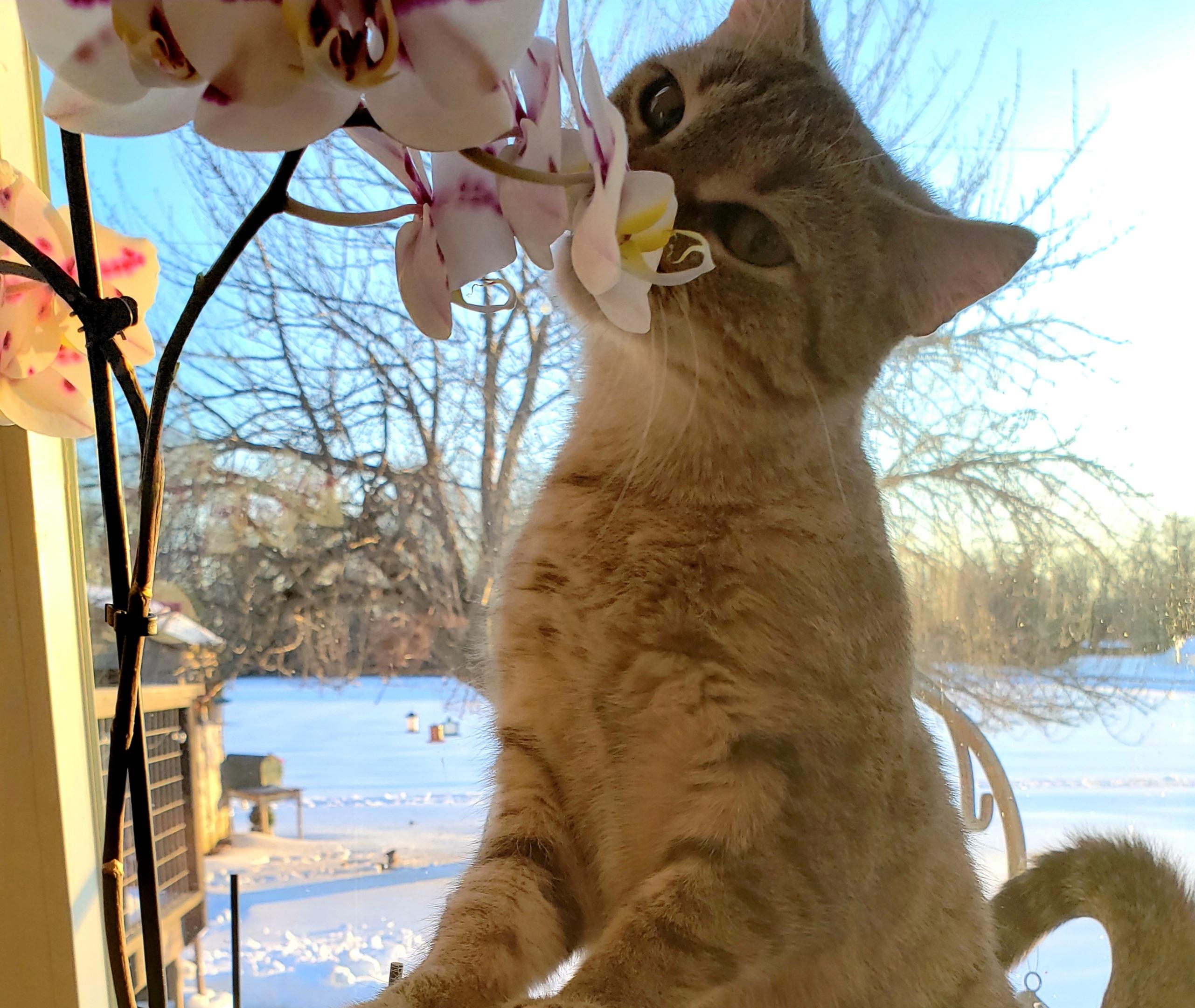 Enlarge Wanda, a ADOPTABLE Torbie in Salem, NJ image 2/4