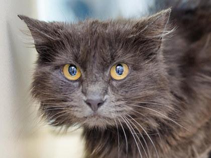 Nox, Adoptable, Adult Female Domestic Long Hair & Domestic Short Hair.