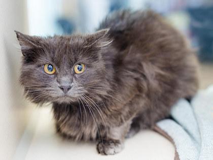 Enlarge Nox, a Adoptable mixed breed in Longmont, CO image 1/3