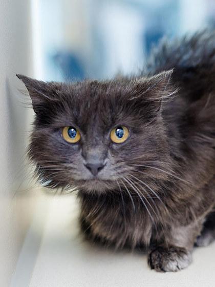 Enlarge Nox, a Adoptable mixed breed in Longmont, CO image 3/3