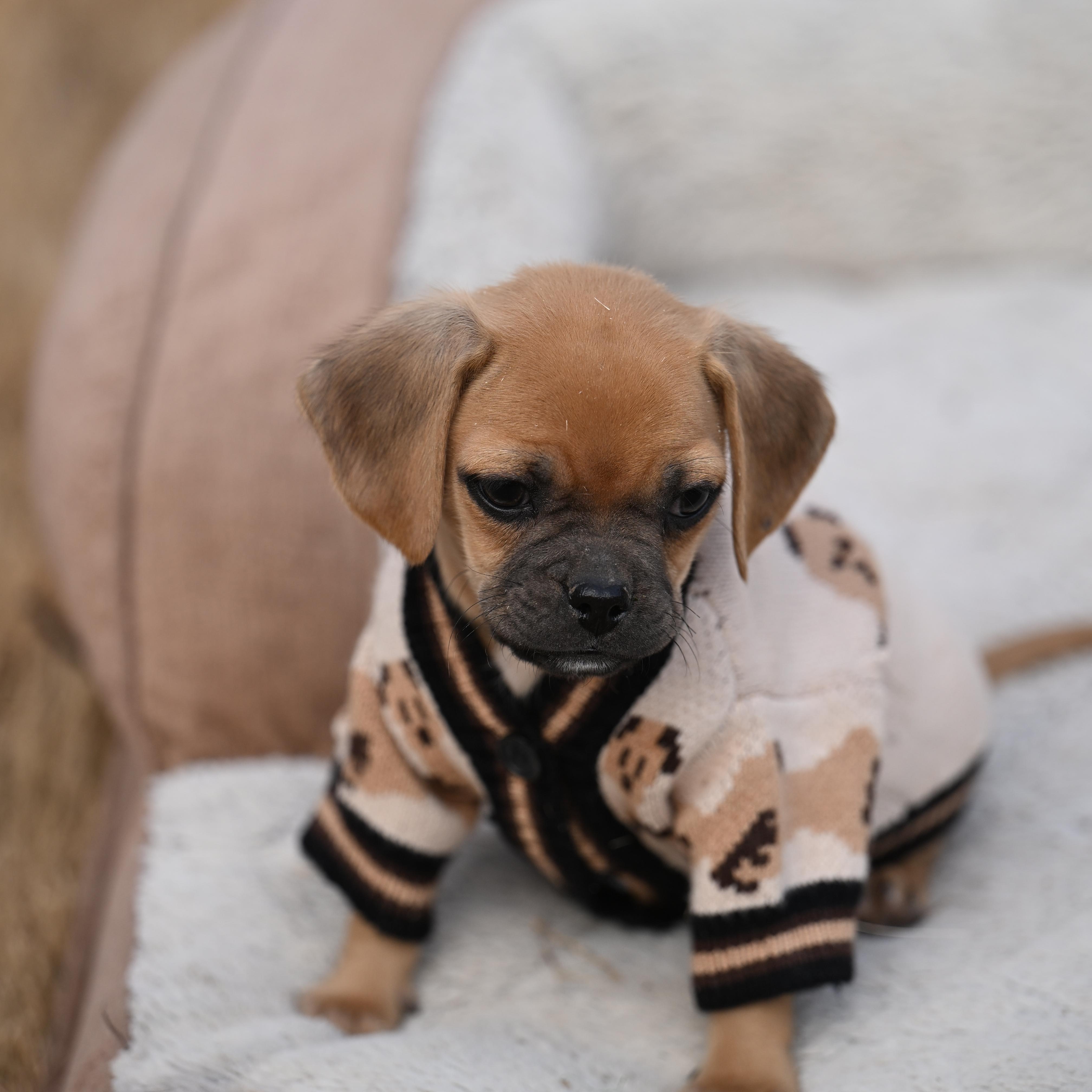 Artie of the Puggle Brothers!, adopted, Puppy Male Pug & Beagle.