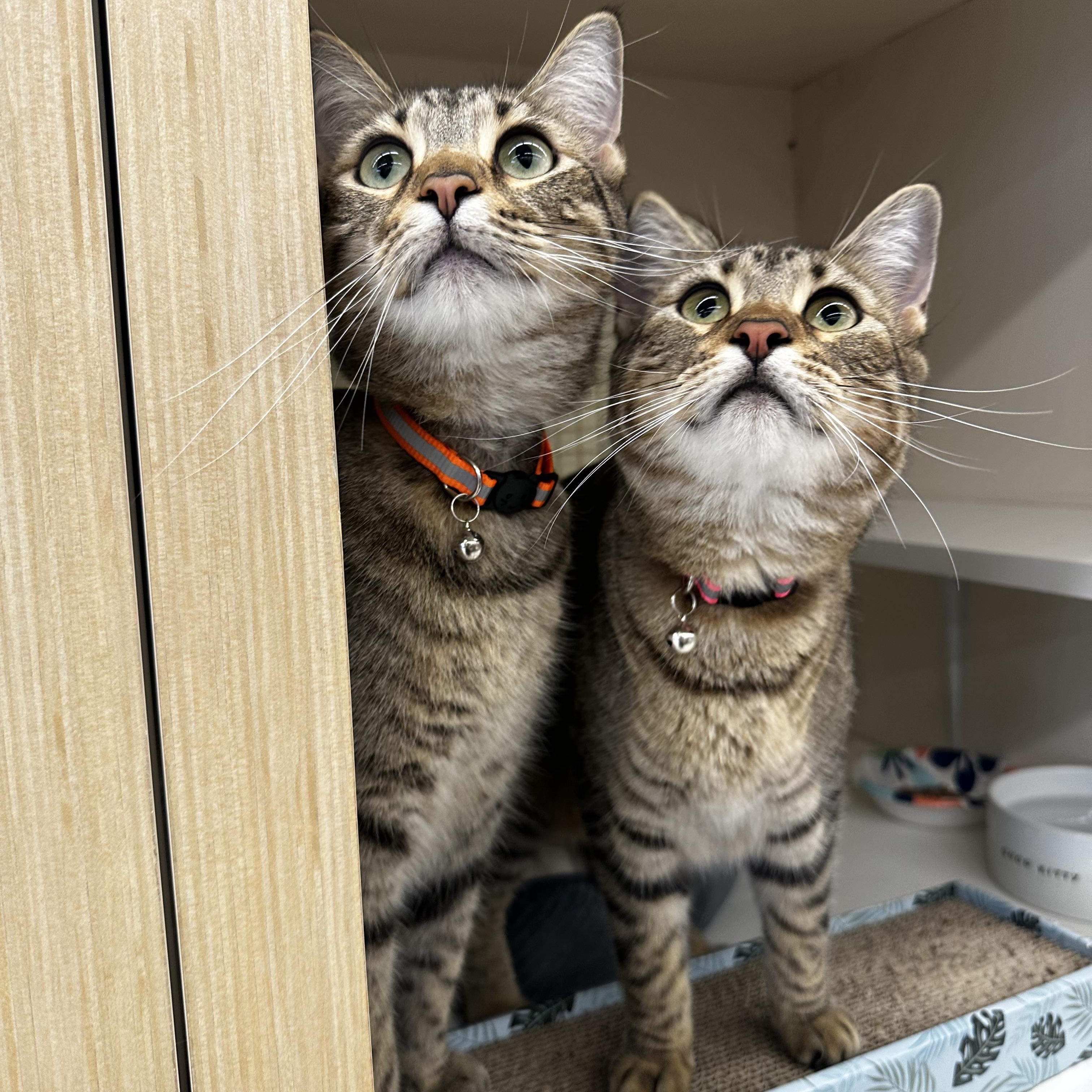 Sheila, a Adoptable mixed breed in Parker, TX image 2/5