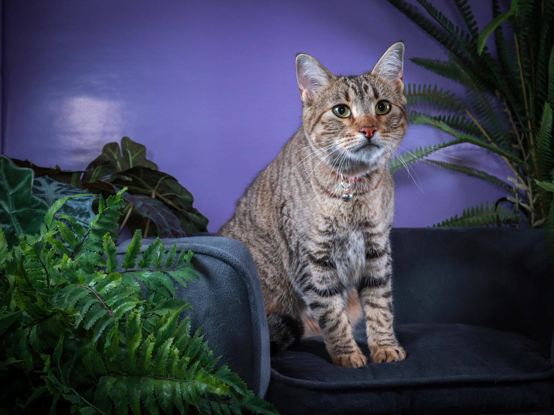 Sheila, a Adoptable mixed breed in Parker, TX image 4/5