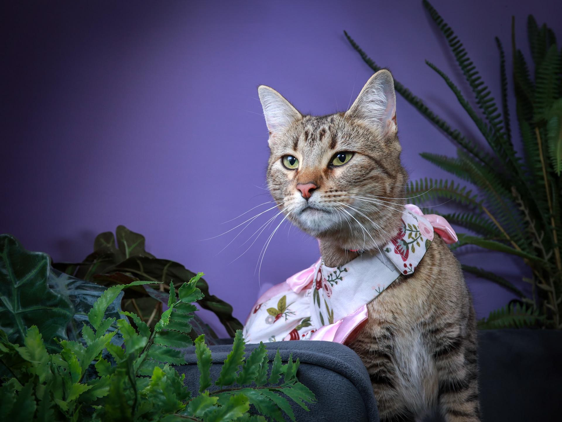 Sheila, a Adoptable mixed breed in Parker, TX image 3/5