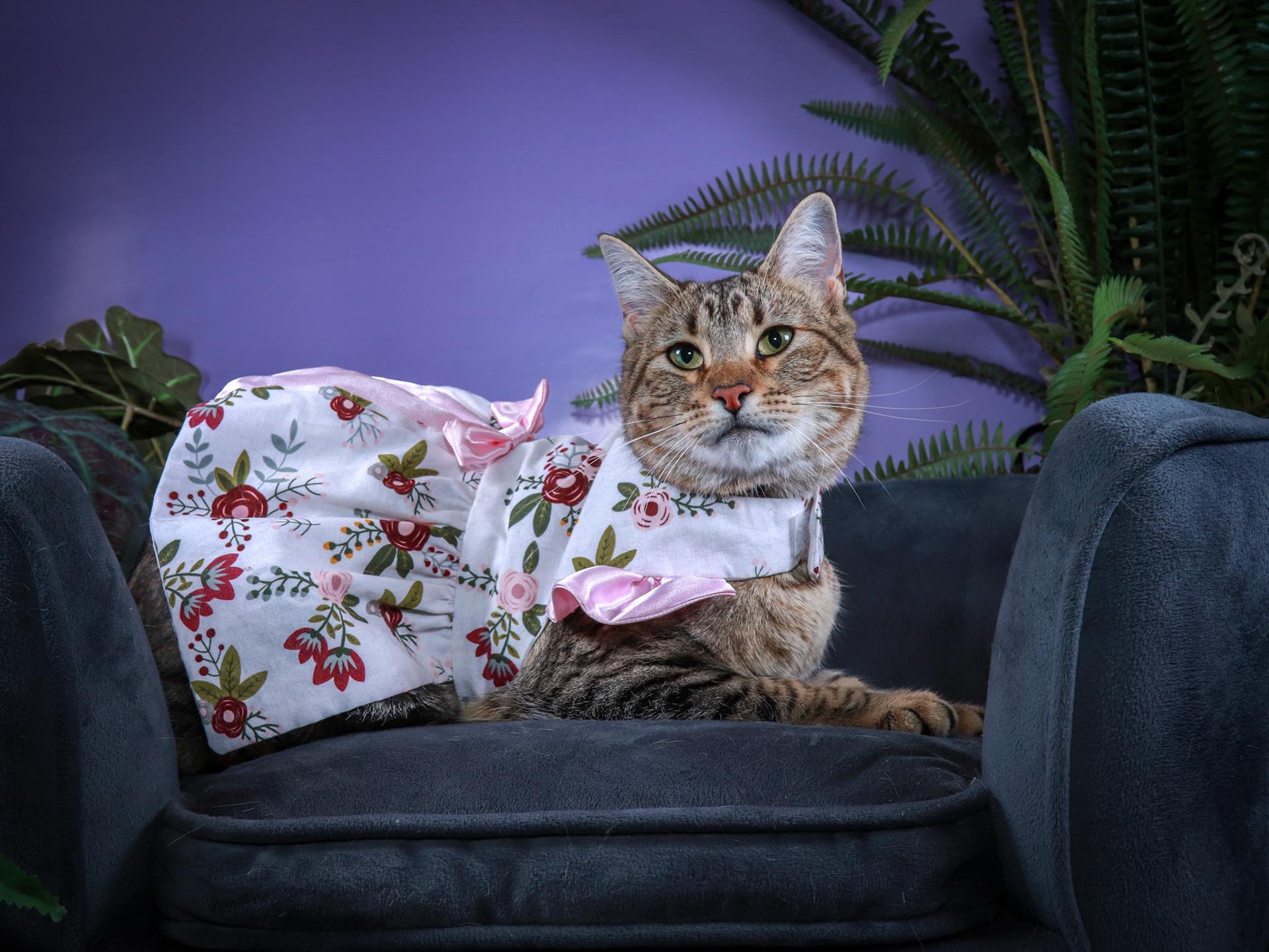 Sheila, a Adoptable mixed breed in Parker, TX image 1/5