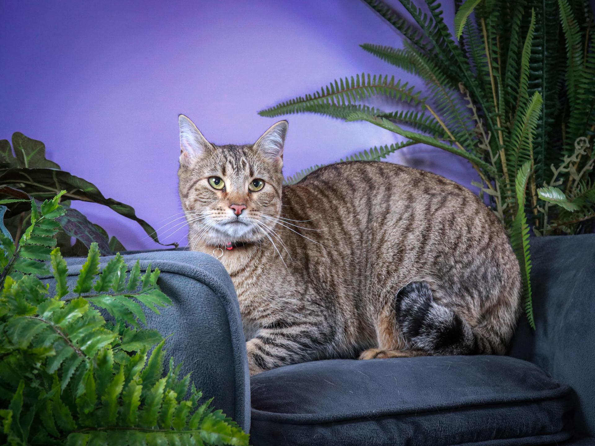 Sheila, a Adoptable mixed breed in Parker, TX image 5/5