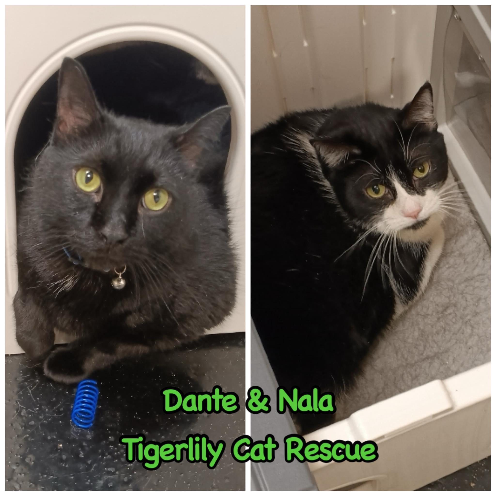 Dante & Nala (Bonded Pair), Adoptable, Adult Male Domestic Short Hair.