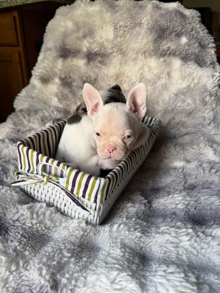Zoey, Adopted, Puppy Female French Bulldog & Boston Terrier.