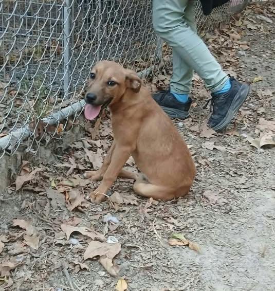 Enlarge Cheeseburger, a Adoptable mixed breed in bauxite, AR image 1/5