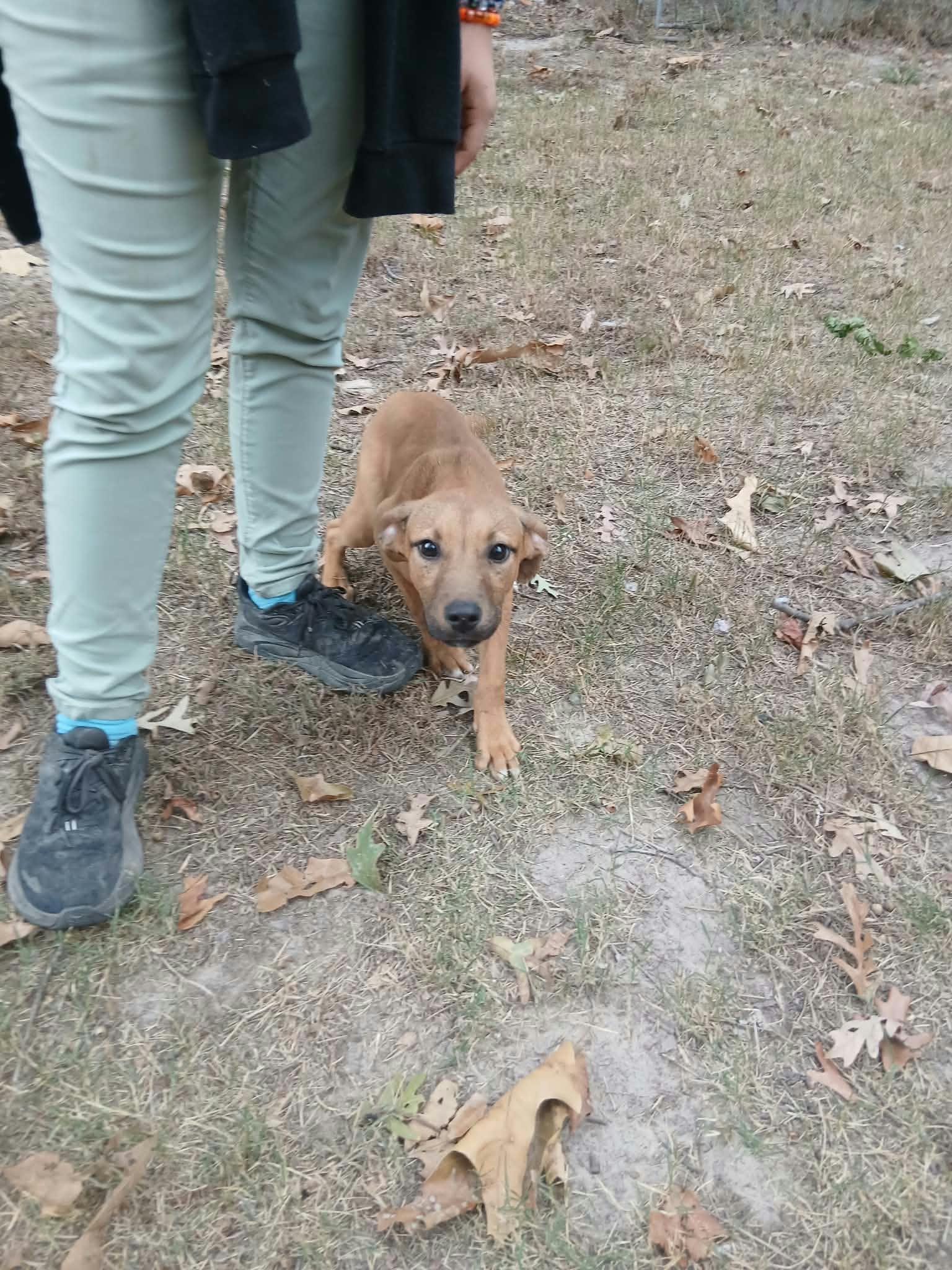 Enlarge Cheeseburger, a Adoptable mixed breed in bauxite, AR image 4/5