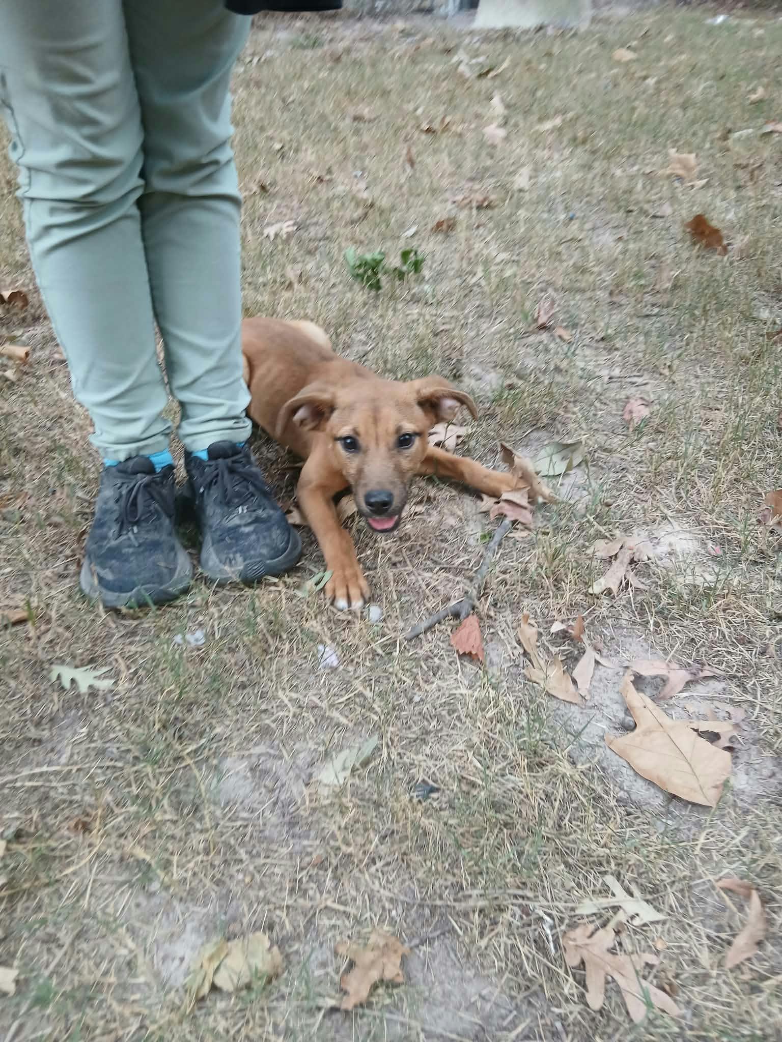 Enlarge Cheeseburger, a Adoptable mixed breed in bauxite, AR image 5/5
