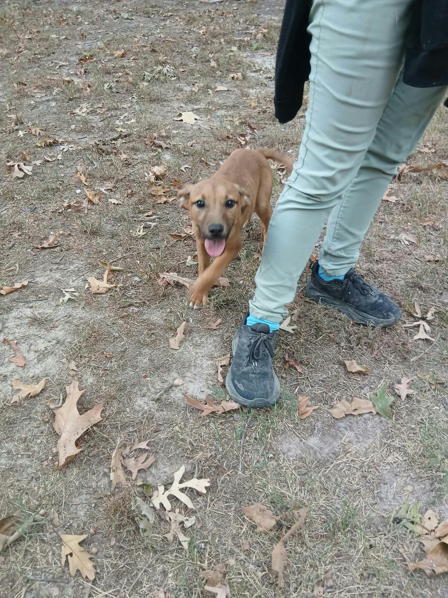 Enlarge Cheeseburger, a Adoptable mixed breed in bauxite, AR image 3/5