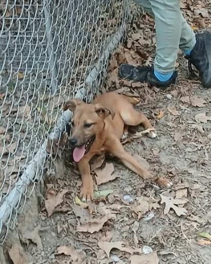 Enlarge Cheeseburger, a Adoptable mixed breed in bauxite, AR image 2/5