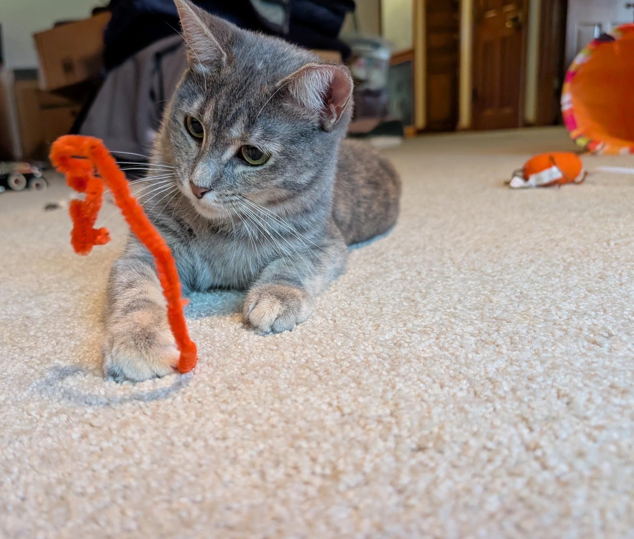 Dorian, a Adoptable Domestic Short Hair in Fairview Heights, IL image 3/6