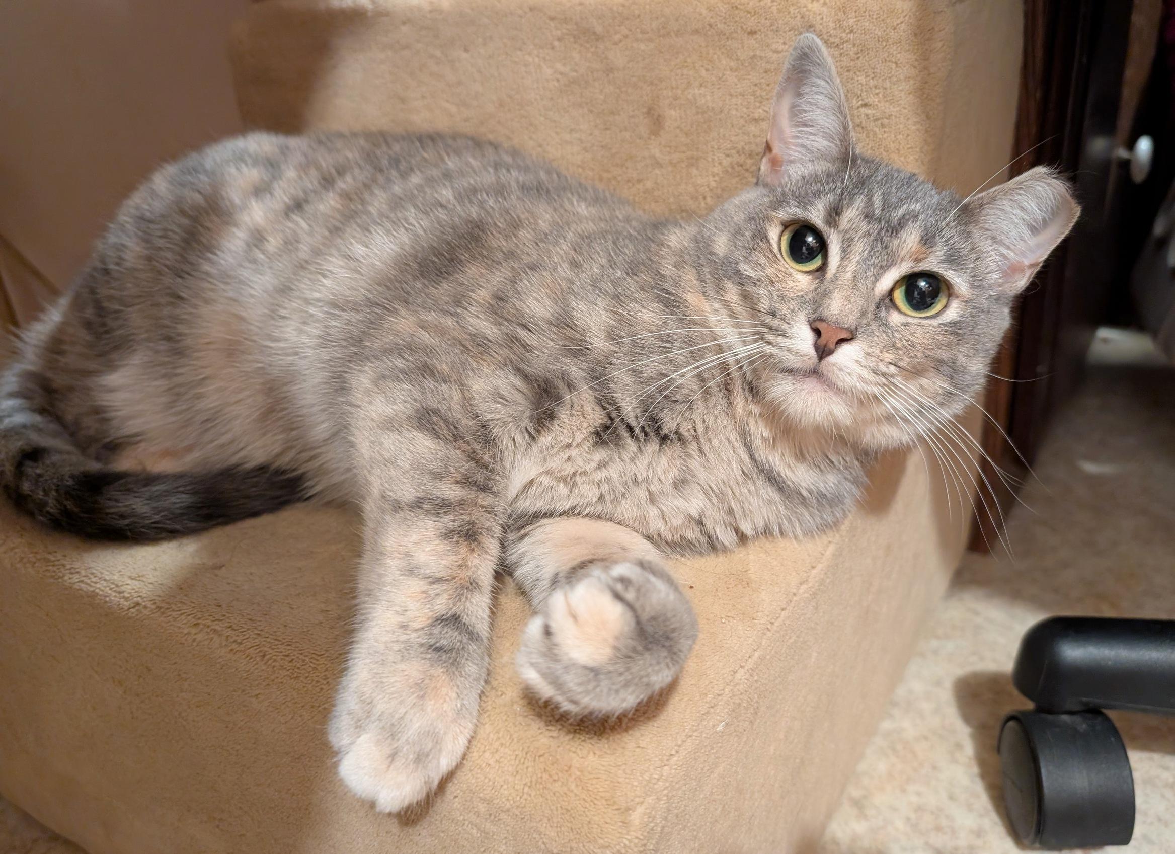 Dorian, a Adoptable Domestic Short Hair in Fairview Heights, IL image 1/6