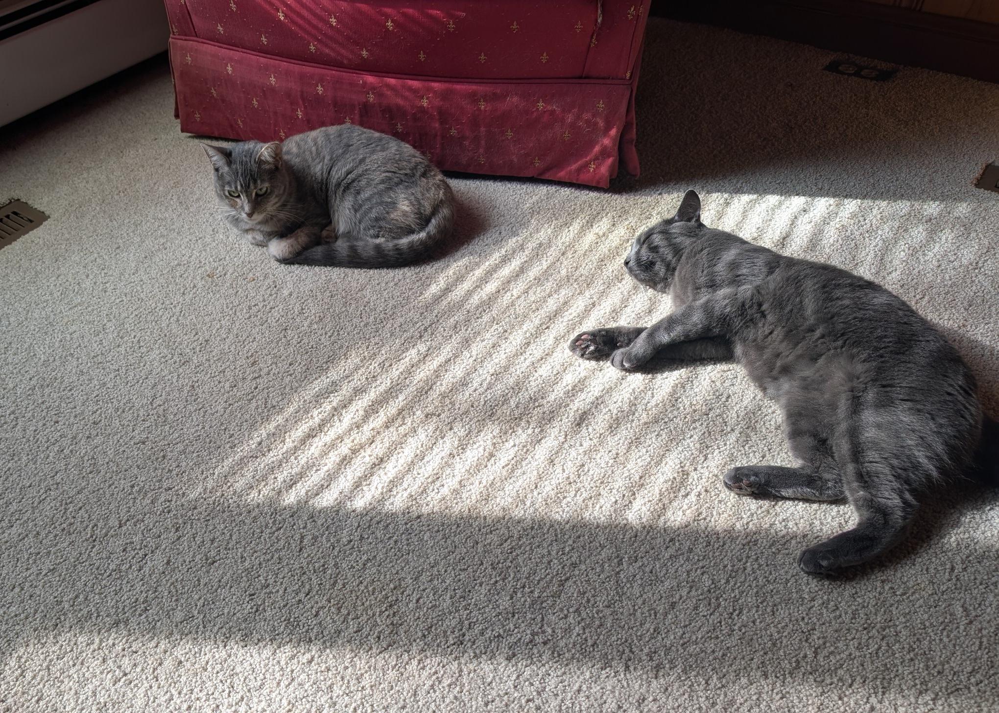 Dorian, a Adoptable Domestic Short Hair in Fairview Heights, IL image 4/6