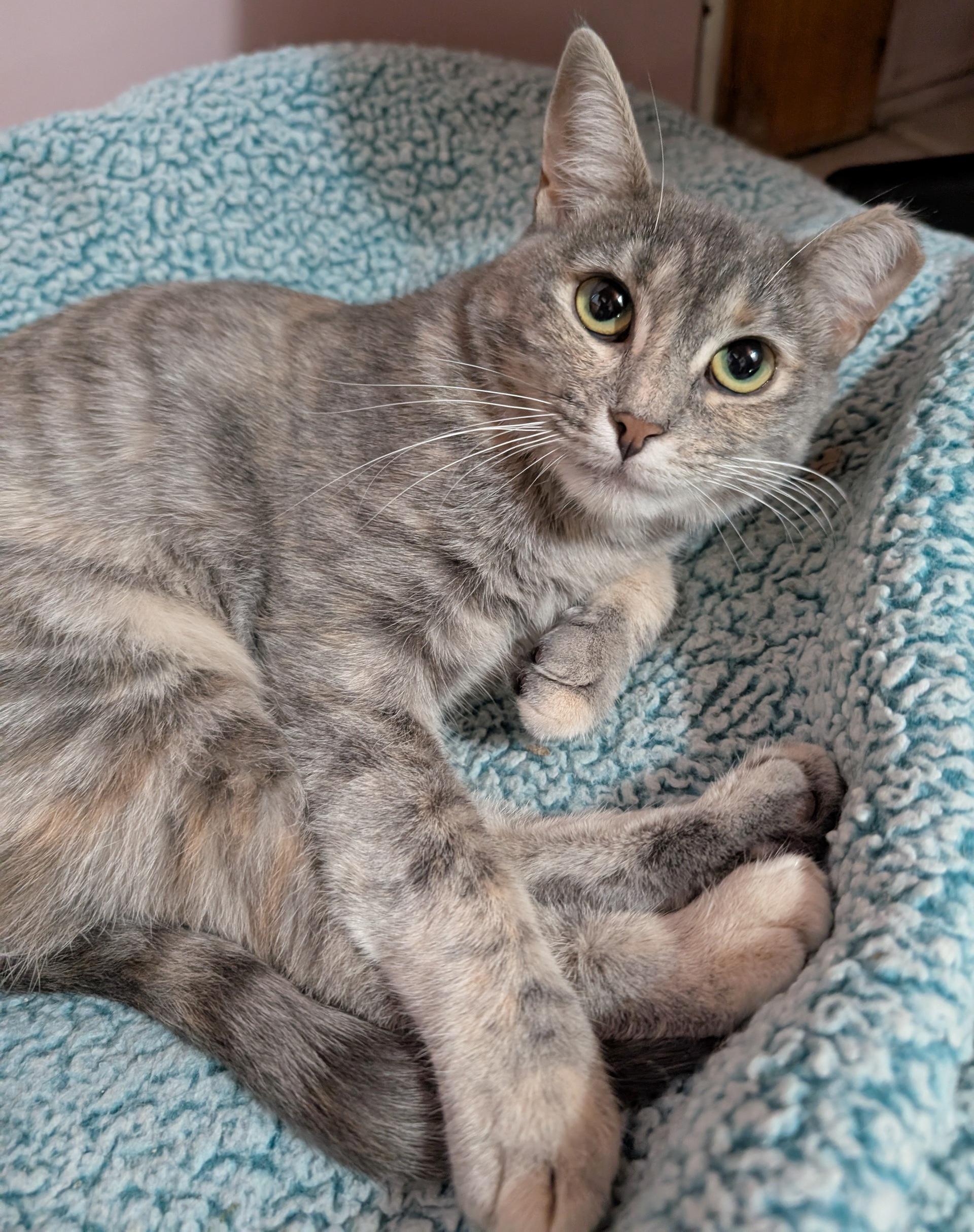 Dorian, a Adoptable Domestic Short Hair in Fairview Heights, IL image 5/6