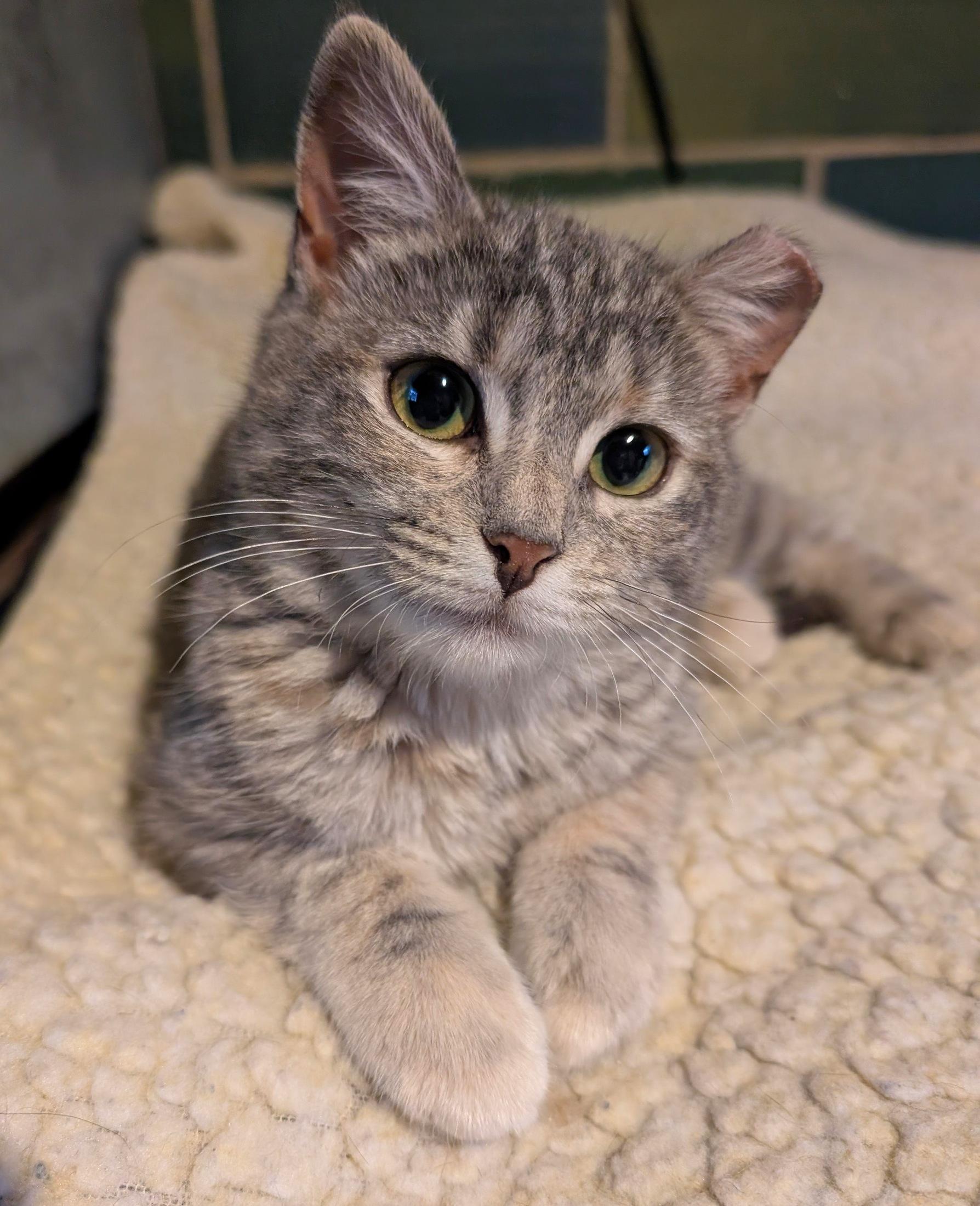 Dorian, a Adoptable Domestic Short Hair in Fairview Heights, IL image 6/6