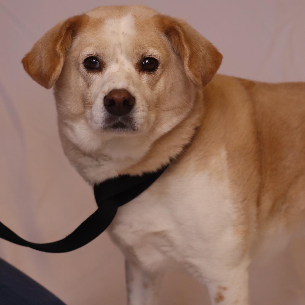 Baxter, Adoptable, Senior Male Shiba Inu & Beagle.