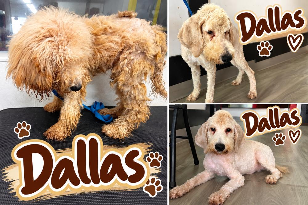 Dallas, Adoptable, Puppy Male Goldendoodle.