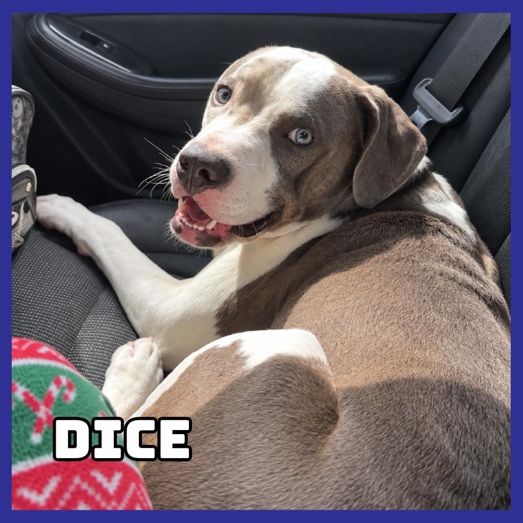 Enlarge Dice, a Adoptable mixed breed in Glenwood, MN image 1/6