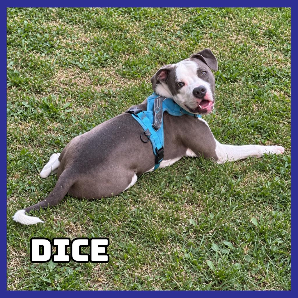 Enlarge Dice, a Adoptable mixed breed in Glenwood, MN image 2/6