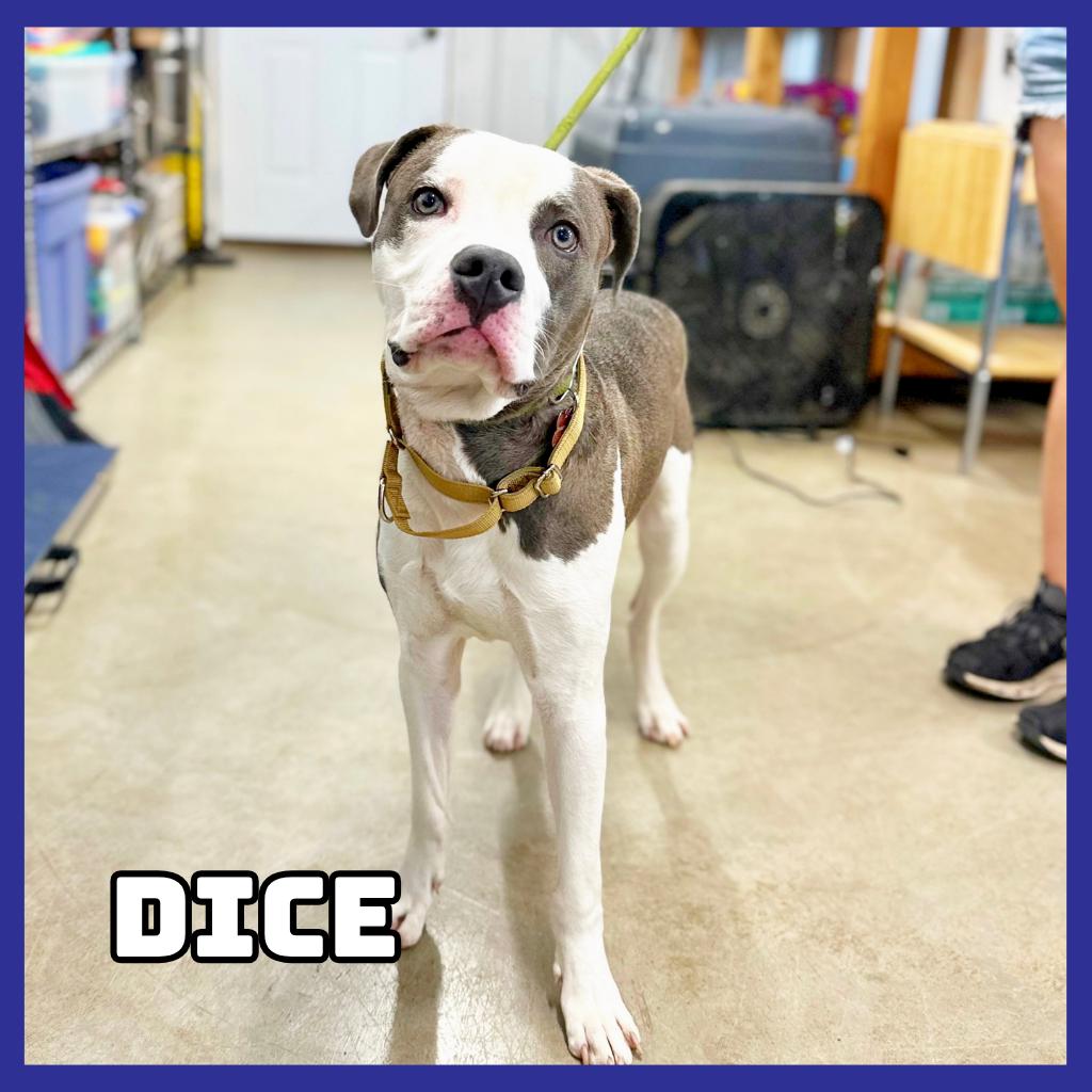 Enlarge Dice, a Adoptable mixed breed in Glenwood, MN image 3/6