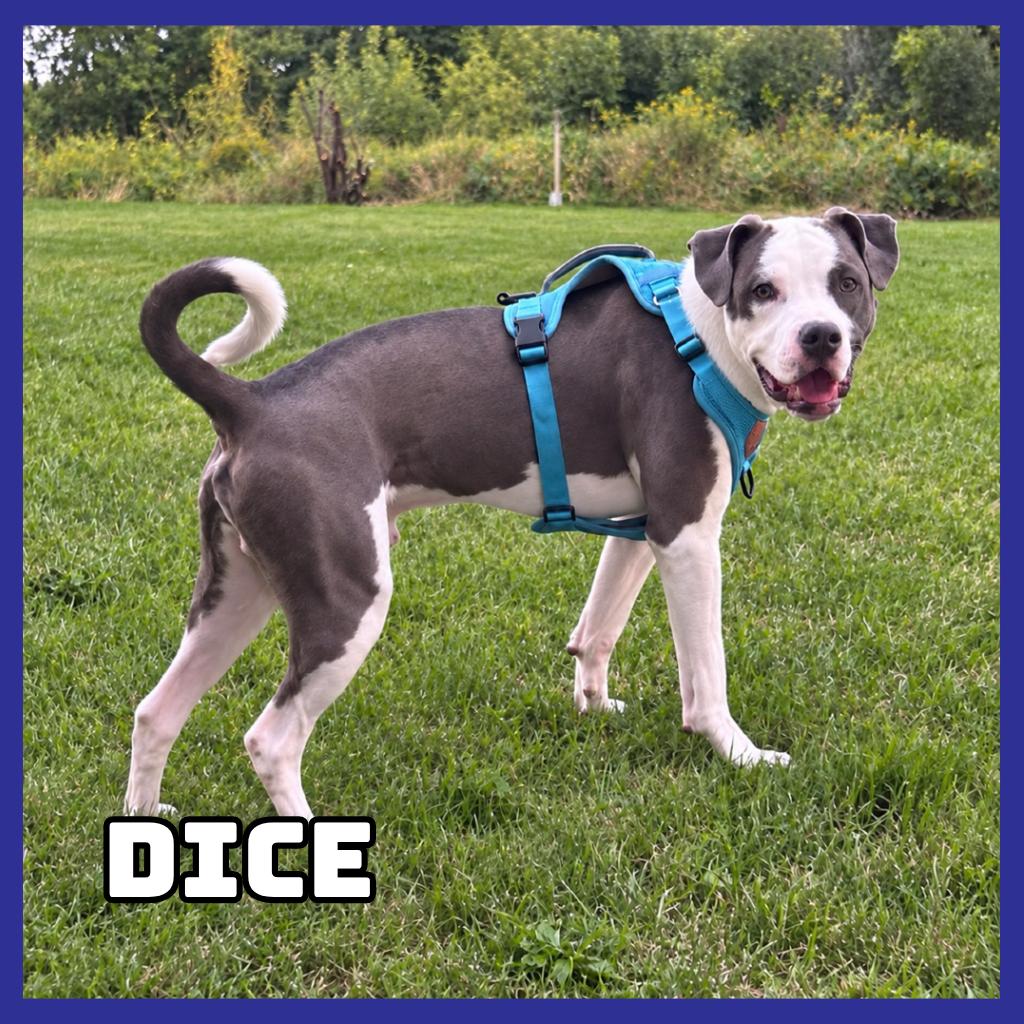 Enlarge Dice, a Adoptable mixed breed in Glenwood, MN image 4/6