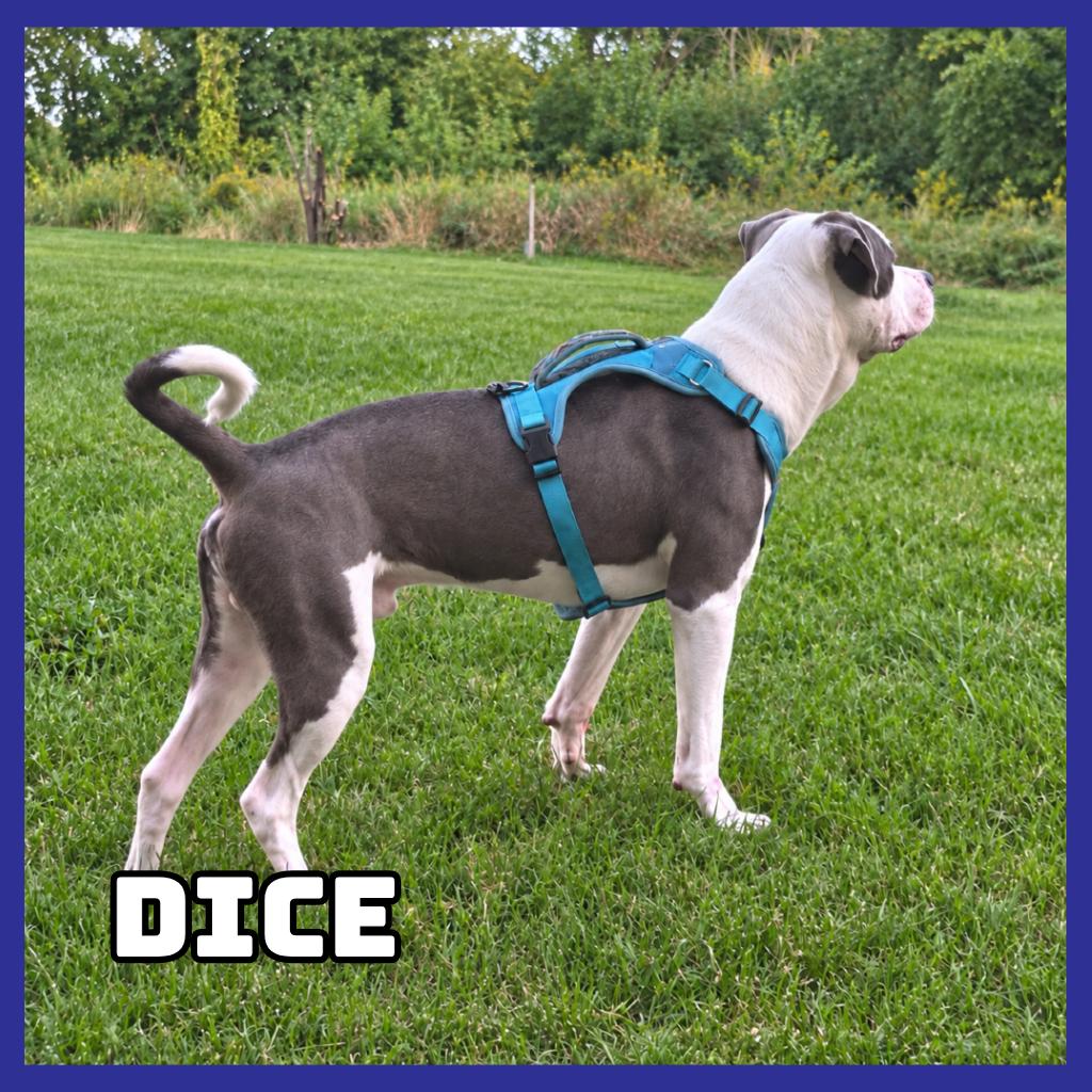 Enlarge Dice, a Adoptable mixed breed in Glenwood, MN image 5/6