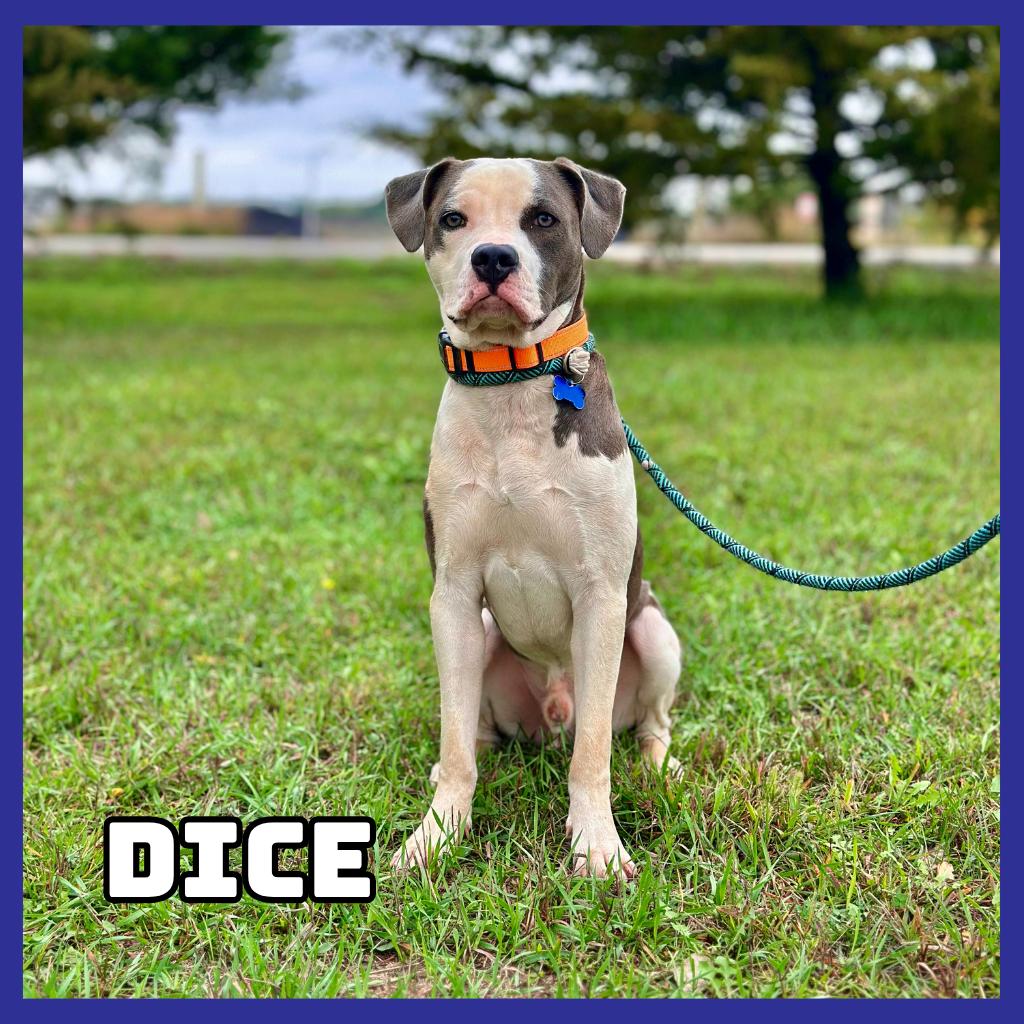 Enlarge Dice, a Adoptable mixed breed in Glenwood, MN image 6/6