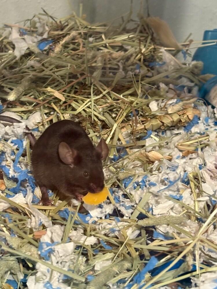 Rhydon, Adoptable, Adult Male Mouse.