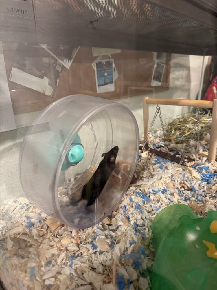 Rhydon, a Adoptable Mouse in Pasco, WA image 2/3