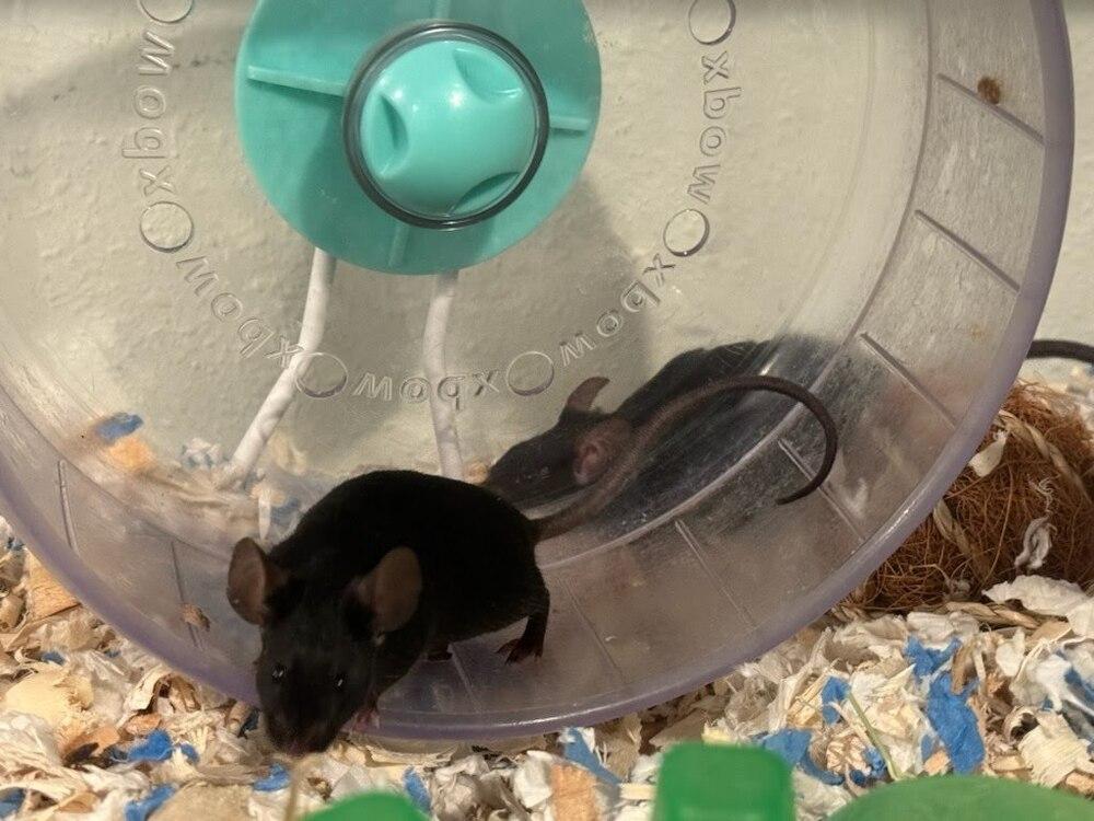 Rhydon, a Adoptable Mouse in Pasco, WA image 3/3