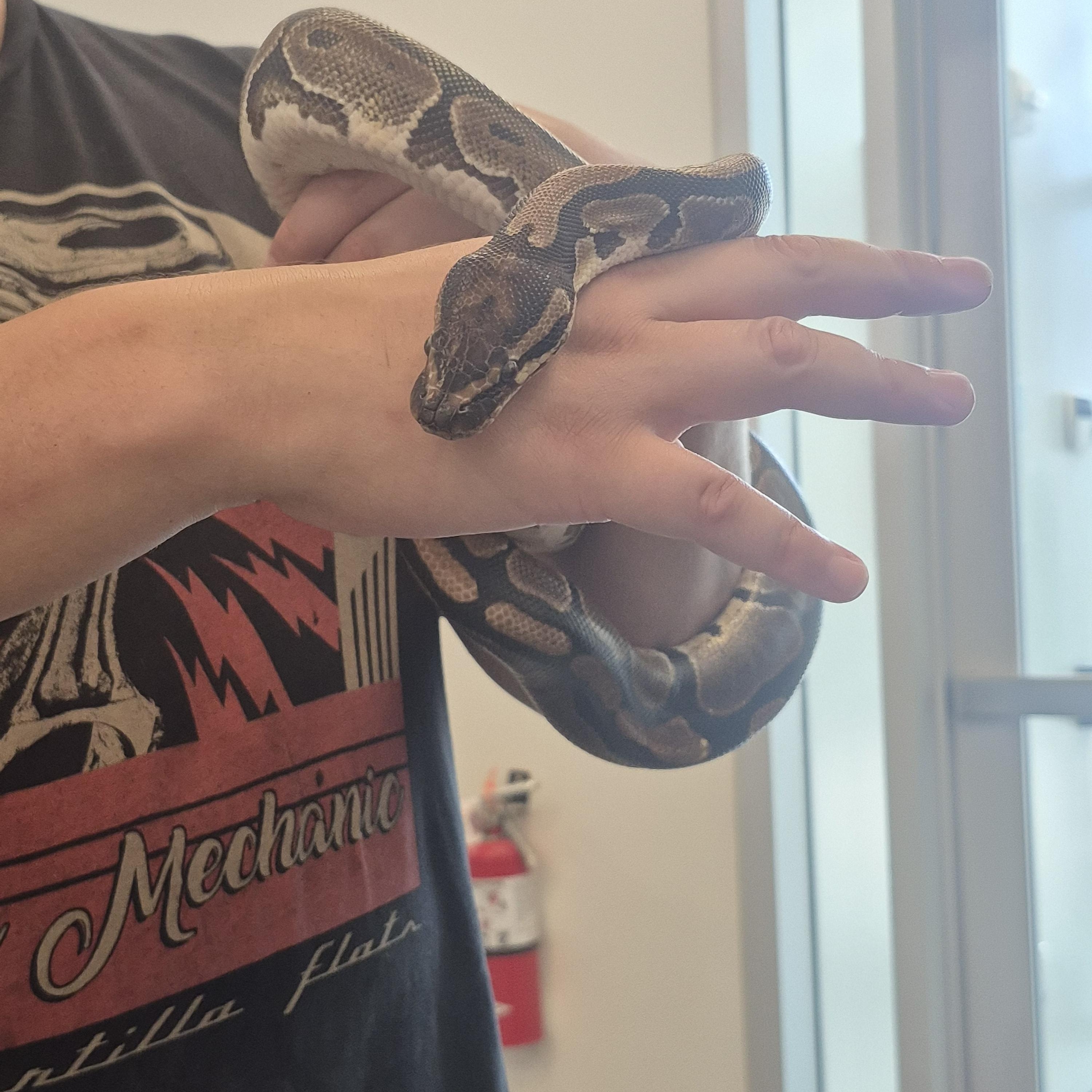 Fluffy, a ADOPTABLE Ball Python in New Westminster, BC image 3/3