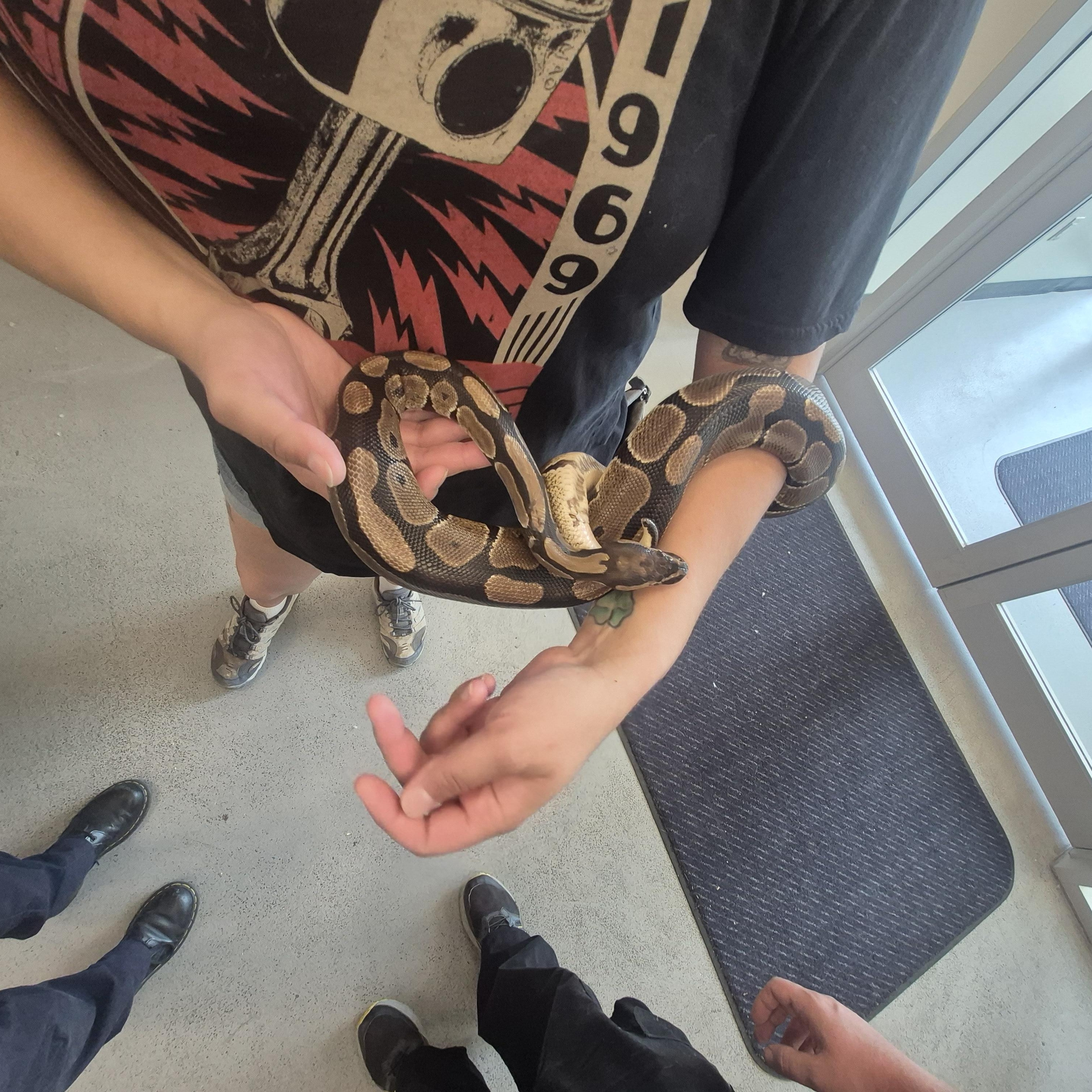 Fluffy, a ADOPTABLE Ball Python in New Westminster, BC image 2/3