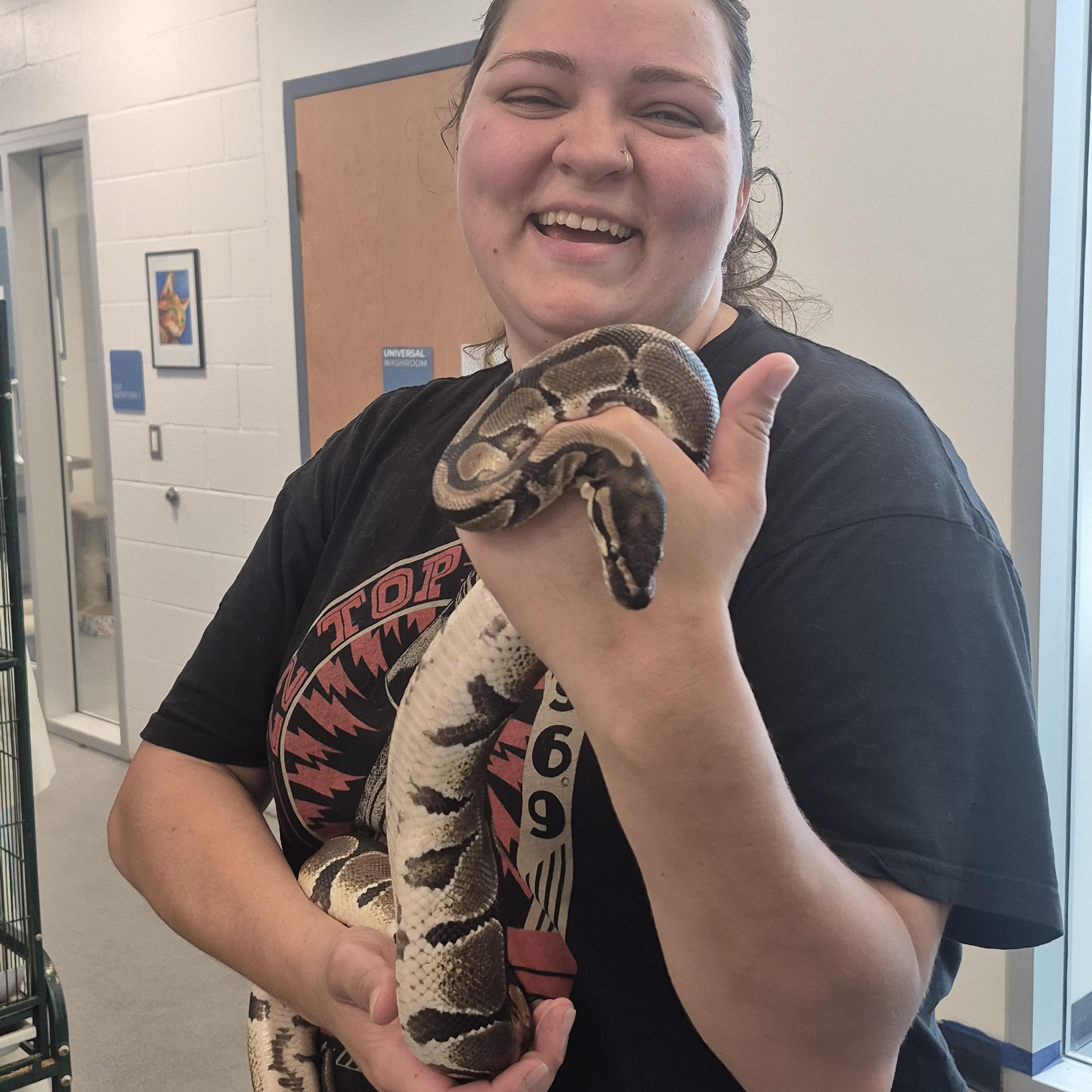 Fluffy, a ADOPTABLE Ball Python in New Westminster, BC image 1/3