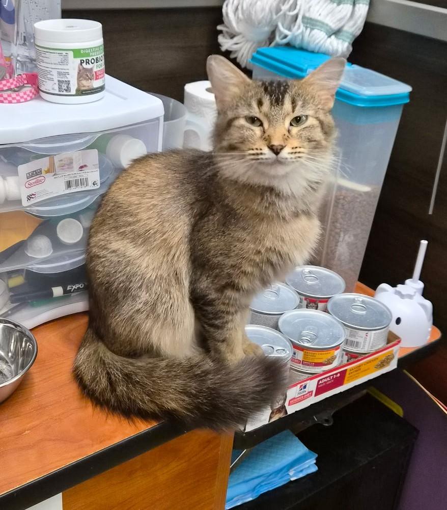 Cinnamon, adoptable, Young Female Domestic Medium Hair.
