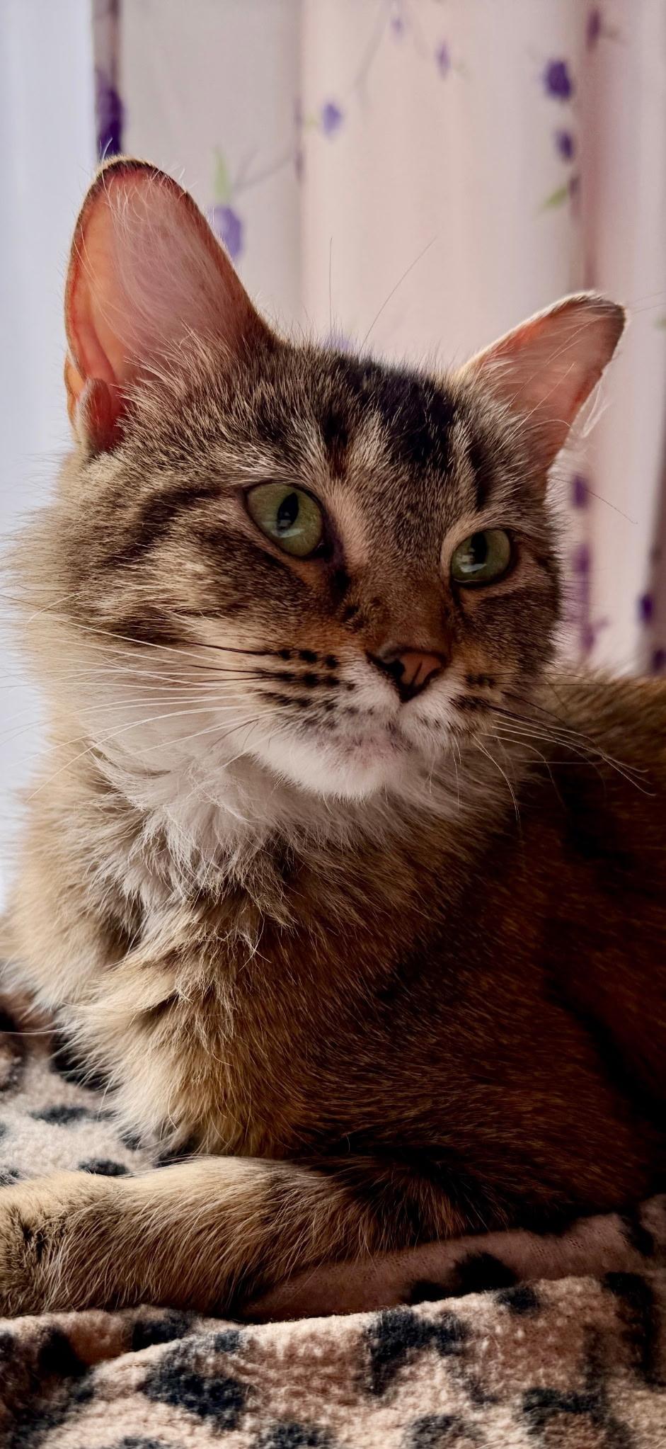 Enlarge Cinnamon, an adoptable Domestic Medium Hair in Belleville, IL image 4/5