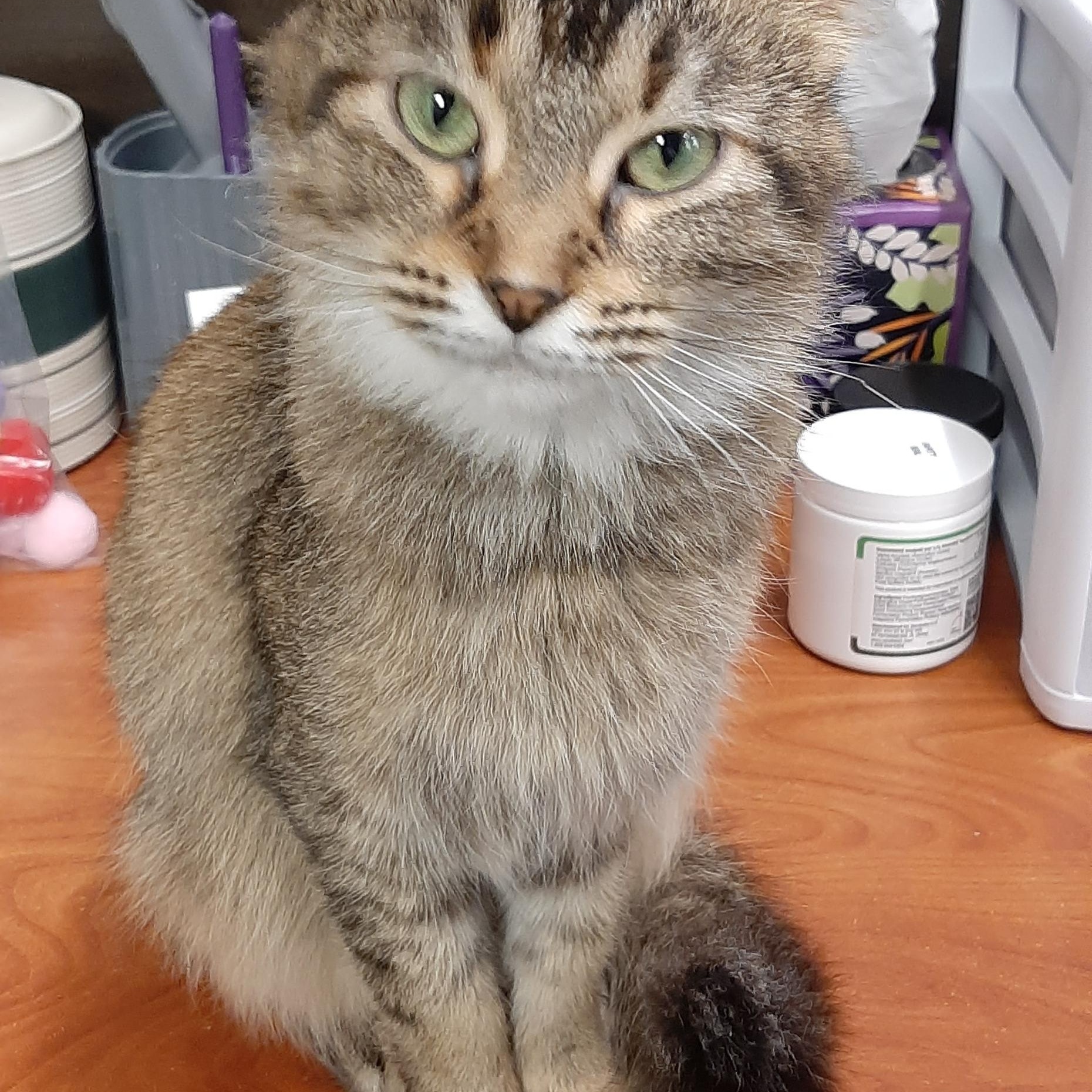 Enlarge Cinnamon, an adoptable Domestic Medium Hair in Belleville, IL image 2/5