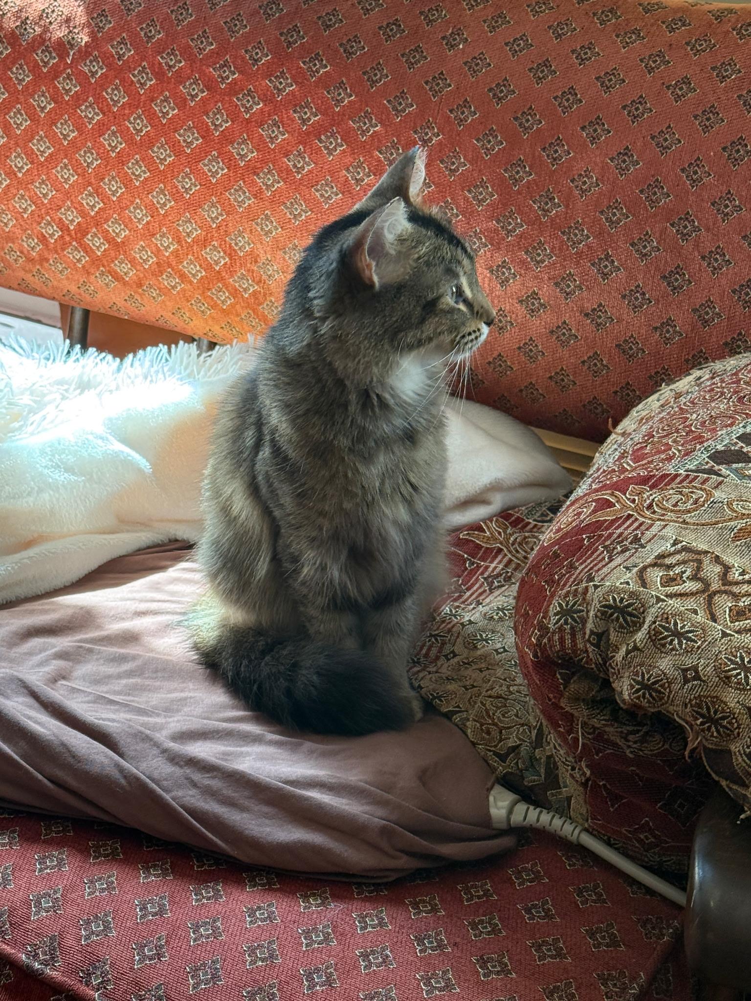 Enlarge Cinnamon, an adoptable Domestic Medium Hair in Belleville, IL image 5/5