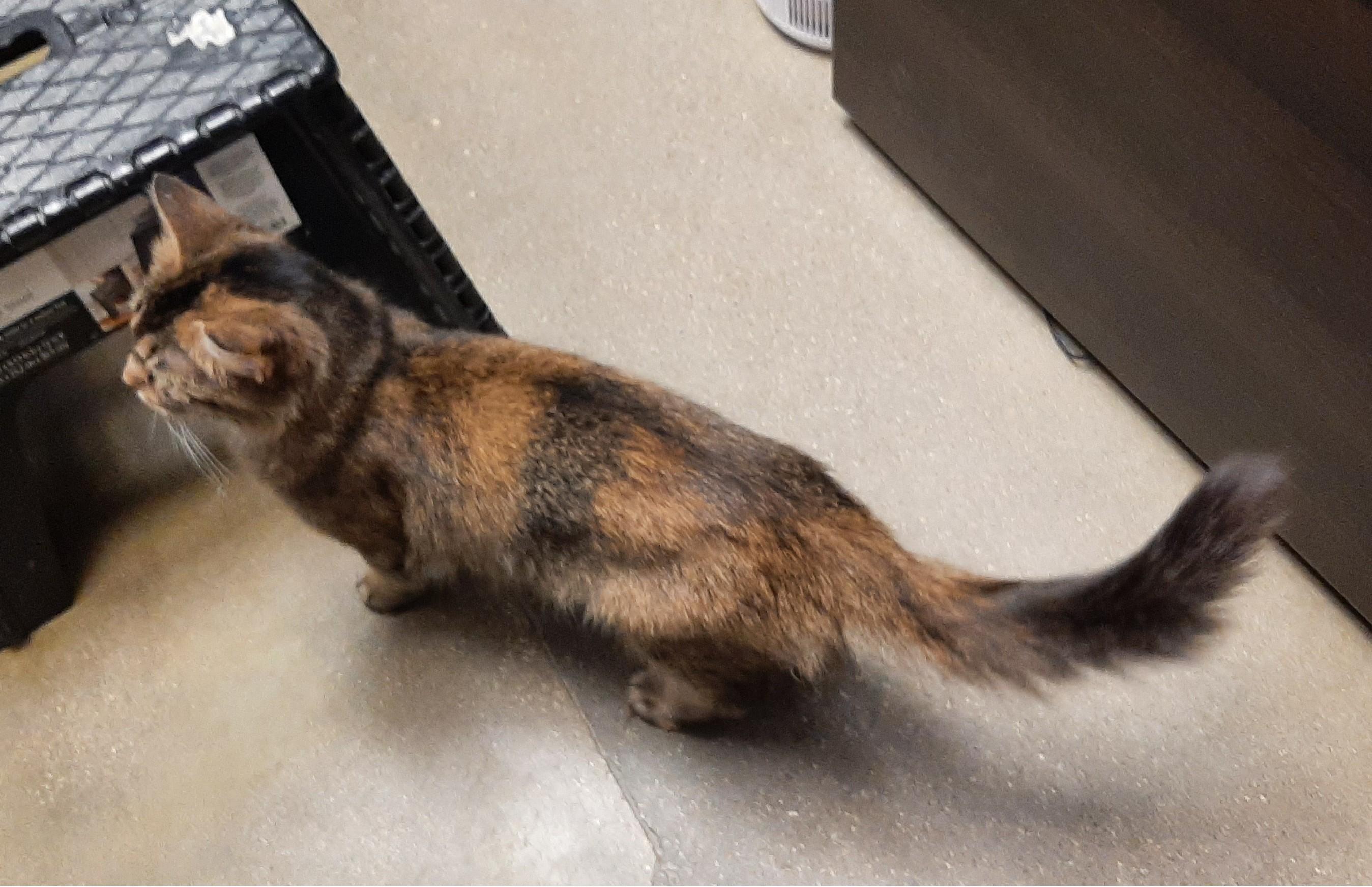 Enlarge Cinnamon, an adoptable Domestic Medium Hair in Belleville, IL image 3/5