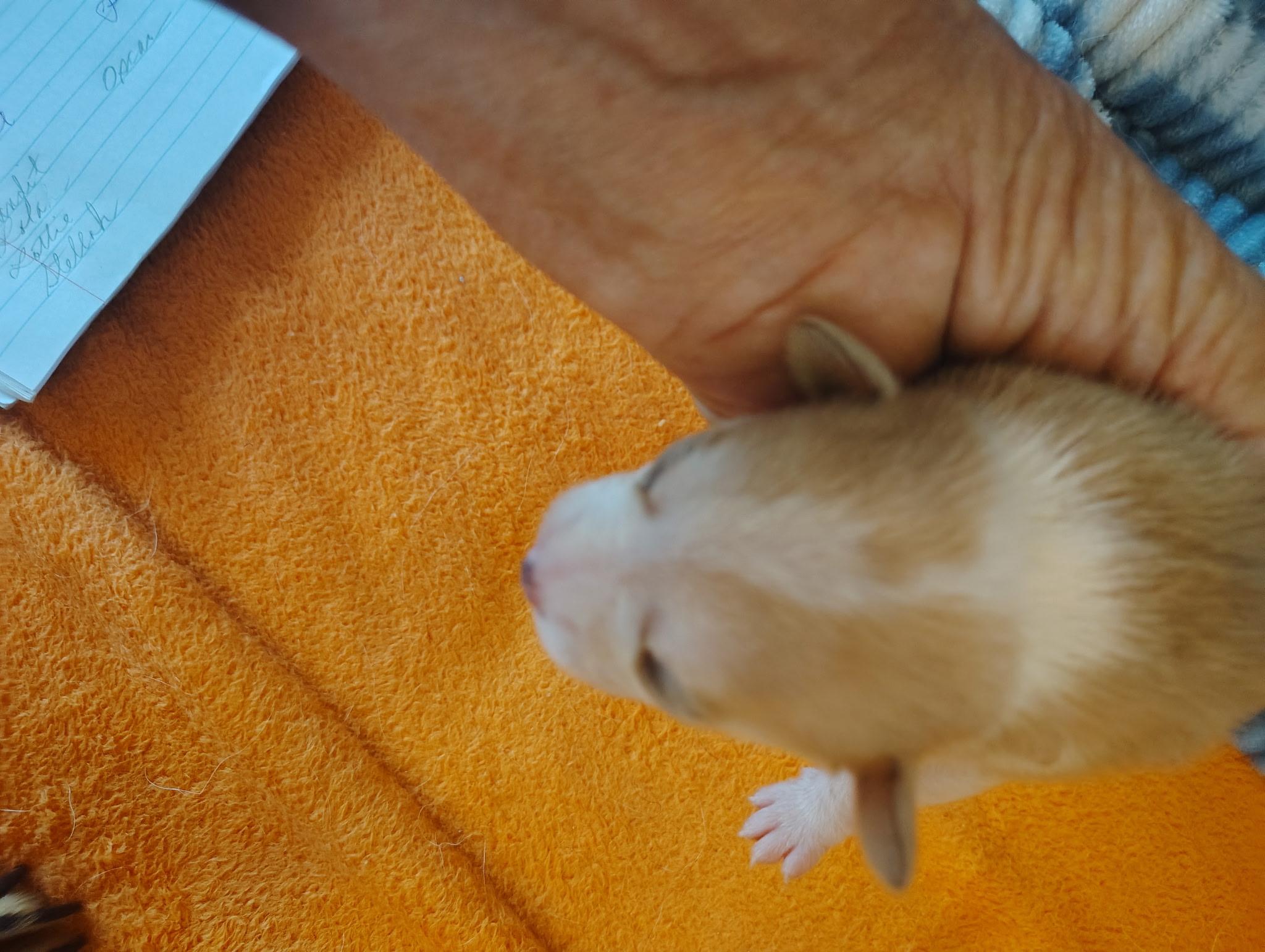 Enlarge Stellah, a Adoptable mixed breed in Deming, NM image 1/1