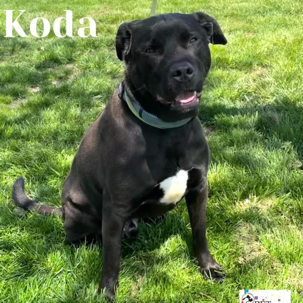 Enlarge Koda, a Adoptable mixed breed in Washington, PA image 1/2