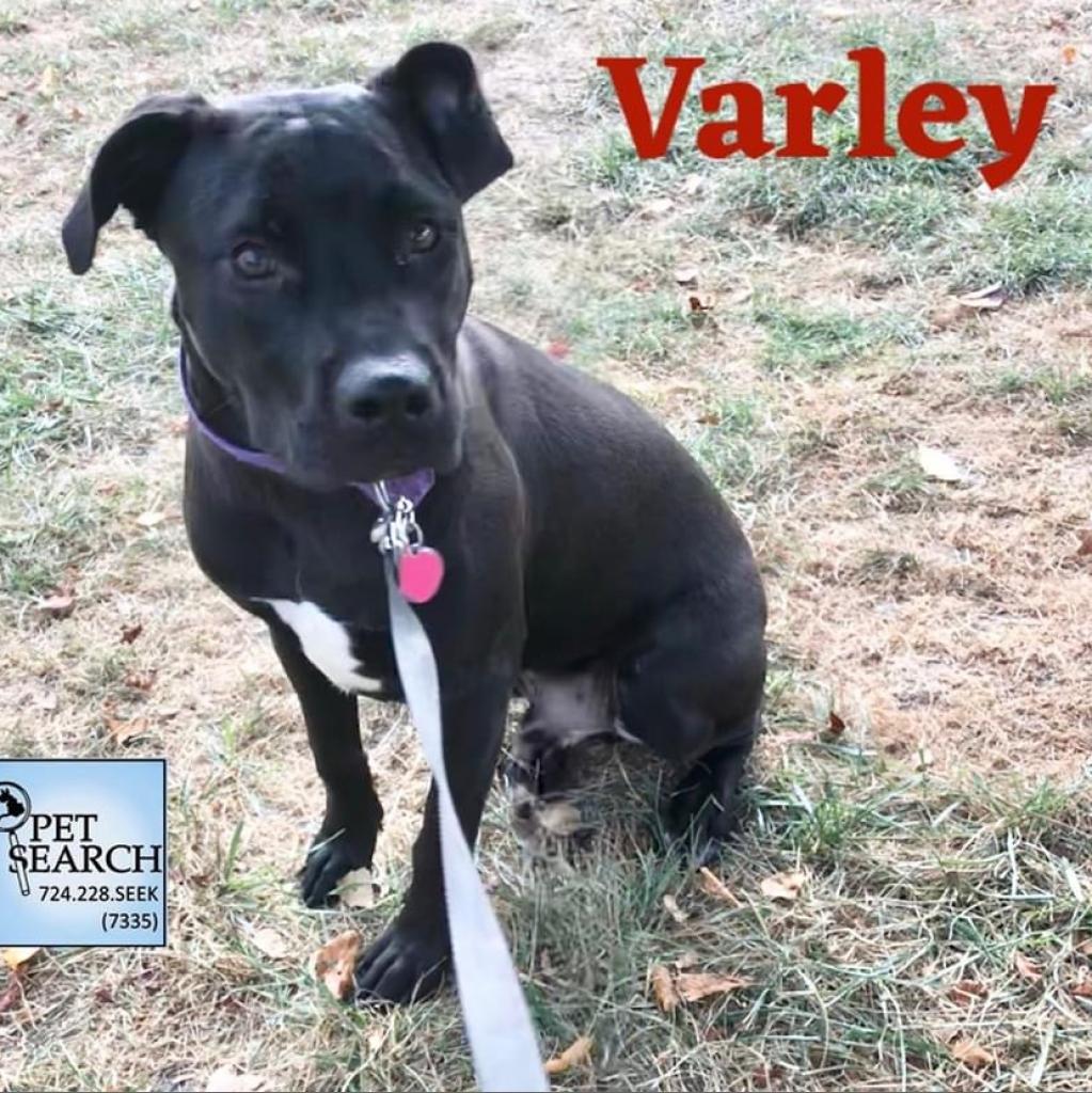 Enlarge Koda, a Adoptable mixed breed in Washington, PA image 2/2